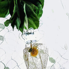 ほおずき/植物/雑貨/インテリア/ハンドメイド/花 ♡ポポラス
♡透かしほおずき
最近、👛…