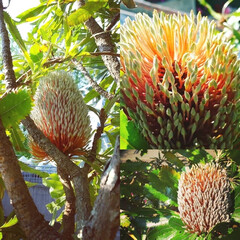 バンクシア/植物園/おでかけ/植物/花 植物園③
思いもよらず
大好きなお花に…