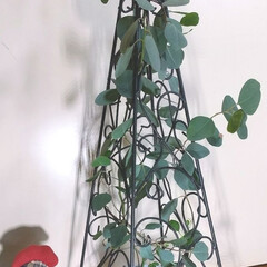 植物/インテリア/ガーデニング/花 ♡ポポラス
♡アイアンタワー
うちのポ…