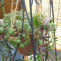 園芸/植物/植物好き/ハンギング/寄植え/多肉植物 ♡ブロウメアナ
♡ルビーネックレス
♡ア…