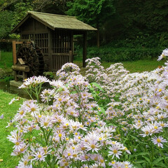 木の実/秋/植物/ガーデニング/花/空 散歩と散策をかねて
管理された大きな公園…