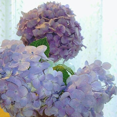 あじさい/ガーデニング/庭の花/紫陽花 昨日、妹んちから
✂してきた紫陽花さんで…(2枚目)