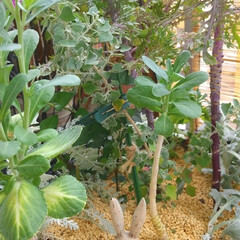 ガーデニング/園芸/寄植え/ティンポット 葉ものの寄植えティンポット。
シルバーリ…(1枚目)