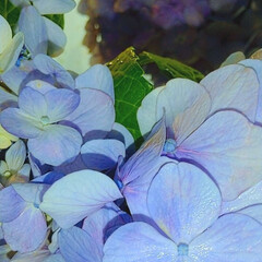 あじさい/ガーデニング/庭の花/紫陽花 昨日、妹んちから
✂してきた紫陽花さんで…(1枚目)