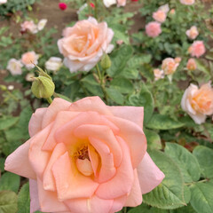 薔薇/バラ/植物写真/おでかけ おはようございます🧸☔️

昨日は仕事帰…(1枚目)