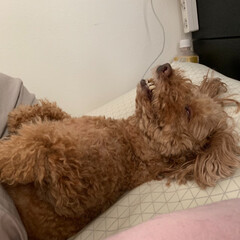 トイプードル/可愛い/愛犬/ミイラ/うちの子ベストショット 寝ているところを撮りました((´∀｀*)…(1枚目)