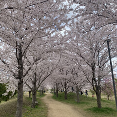 桜/ウォーキング 週末に家族で桜を見てきました🌸🌸🌸
コロ…(1枚目)