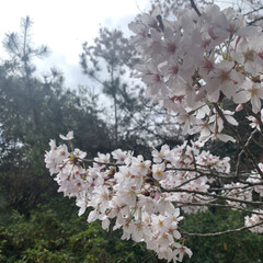 桜/ウォーキング 週末に家族で桜を見てきました🌸🌸🌸
コロ…(2枚目)