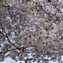 桜/ウォーキング 週末に家族で桜を見てきました🌸🌸🌸
コロ…(3枚目)