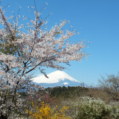 富士山/桜/松田町/最明寺史跡公園/平成最後の一枚 平成最後の花見に行って来ました。場所は神…(1枚目)