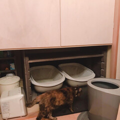 猫トイレ/猫と暮らす/押入れ改造/DIY/お片付け/住まい 改造前の写真撮り忘れましたが
押入れをD…(1枚目)