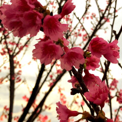 春のフォト投稿キャンペーン/はじめてフォト投稿 #今帰仁城跡#桜祭り#さくら#お城(2枚目)