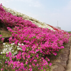 満開/四つ葉のクローバー/藤の花/ツツジ/春のフォト投稿キャンペーン/はじめてフォト投稿/... 子供達のよく行く公園の近くのツツジと藤の…