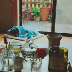 キャンドル/アルミのお盆/古いもの/庭の花/空き瓶/雑貨 テーブルに古いアルミのお盆に
空き瓶に庭…(1枚目)