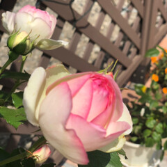 バラ お庭のバラが綺麗に咲きました〜🌹✨(2枚目)