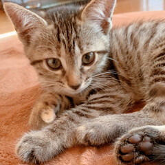 可愛い 子猫のフォト Limia リミア