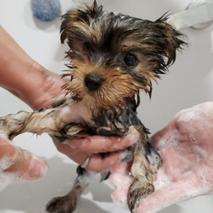ヨークシャーテリア/シャンプー/愛犬 パール２ヶ月✨

初シャンプー🎵
洗って…(1枚目)