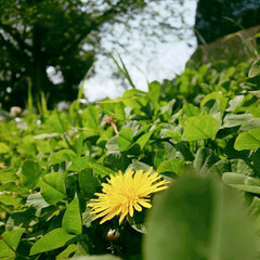 insects/nature/緑/散歩コース/公園/tiny flowers*/... 公園で小さな物を発見(6枚目)