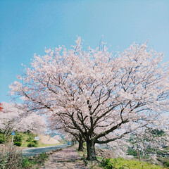 サクラ/桜/並木/さくら/SAKURA/CherryBlossom/... (5枚目)