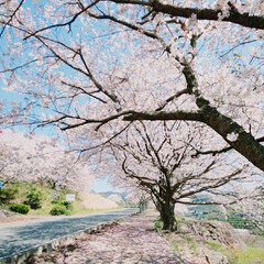 サクラ/桜/並木/さくら/SAKURA/CherryBlossom/... (7枚目)