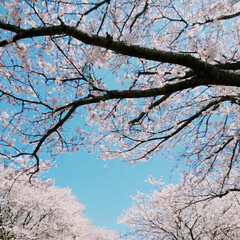 サクラ/桜/並木/さくら/SAKURA/CherryBlossom/... (2枚目)