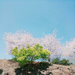 サクラ/桜/並木/さくら/SAKURA/CherryBlossom/... (3枚目)