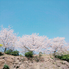 サクラ/桜/並木/さくら/SAKURA/CherryBlossom/... (6枚目)