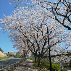 サクラ/桜/並木/さくら/SAKURA/CherryBlossom/... (9枚目)