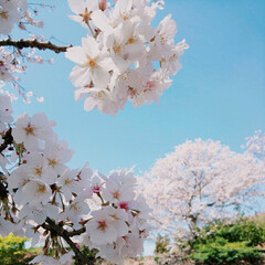 サクラ/桜/並木/さくら/SAKURA/CherryBlossom/... (4枚目)