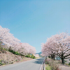 サクラ/桜/並木/さくら/SAKURA/CherryBlossom/... (8枚目)