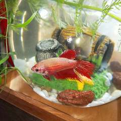 ラブリー/可愛い/pet/aquarium/癒し/多趣味/... ベタ魚を飼いました。ぽっちゃり、食いしん…(2枚目)