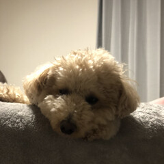 トイプードル部/トイプードル/トイプードルアプリコット/親バカ こんばんは⭐️
COAちゃん🐩、今夜は…