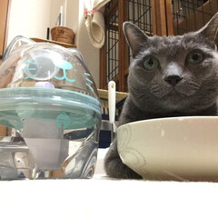 クリタック/ペット/猫/水/浄水器/雑貨 毎日のことだから、お水もちゃんとこだわり…