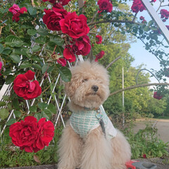 薔薇/薔薇と犬/トイプードル/犬/犬のいる暮らし/うちの子ベストショット 薔薇とコラボ
王子様になれるかなぁ
(1枚目)