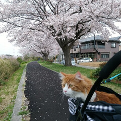 花見　散歩　ノルウェージャンフォレ.../おでかけワンショット お花見に行ってきました！
桜満開！！(1枚目)