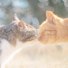 猫/キス/ちゅー/猫島/おでかけワンショット 福岡県のとある小さな猫島。

優しい日差…(1枚目)