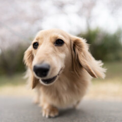 愛犬/お散歩/ミニチュアダックスフント/お花見/わんこ/犬/... 愛犬と桜をお花見中の写真です♪(1枚目)