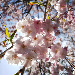 桜/青空/おでかけワンショット 5月中旬、北海道で撮りました。満開から散…(1枚目)