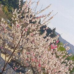岡山高梁/おでかけワンショット 今年の4月に撮った桜です！(1枚目)