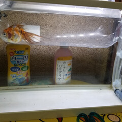 金魚/令和元年フォト投稿キャンペーン 金魚を購入してきました。熱帯魚より難しい…(1枚目)