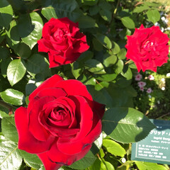 バラ/薔薇/バラ園/植物/花/おでかけワンショット 近くのバラ園の満開のバラ
イングリット・…(1枚目)