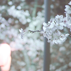 桜/夜桜/風景/はじめてフォト投稿 夜桜を見に行った時の一コマです。(1枚目)