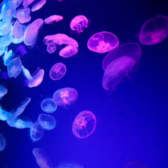 クラゲ/海月/jellyfish/水族館/アクアリウム/aquarium/... 海月世界(1枚目)