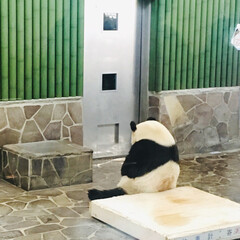 おでかけワンショット 王子動物園のパンダです。
とても悲しげ…(1枚目)