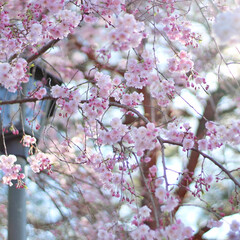 春/桜/さくら/はじめてフォト投稿 よく晴れた日に夫と愛犬とお出かけしたとき…(1枚目)