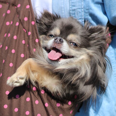 愛犬/チワワ/ブルータン/笑顔/おでかけワンショット 夫と愛犬と、ネモフィラを撮影しに公園へ行…(1枚目)