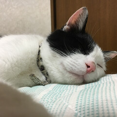 猫/かわいい/寝顔/ペット/うちの子自慢 テーマ「添い寝」
ガリガリの野良猫がふっ…(1枚目)
