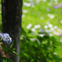 紫陽花/アジサイ もう一つ紫陽花の写真です。
千葉県松戸市…(1枚目)