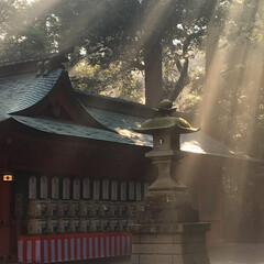 朝/鹿島神宮/木漏れ日 雨上がりの鹿島神宮です。
写真を撮るつも…(1枚目)
