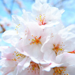 桜/春/季節/おでかけワンショット 今年の春に撮ったものです。
もうすっかり…(1枚目)